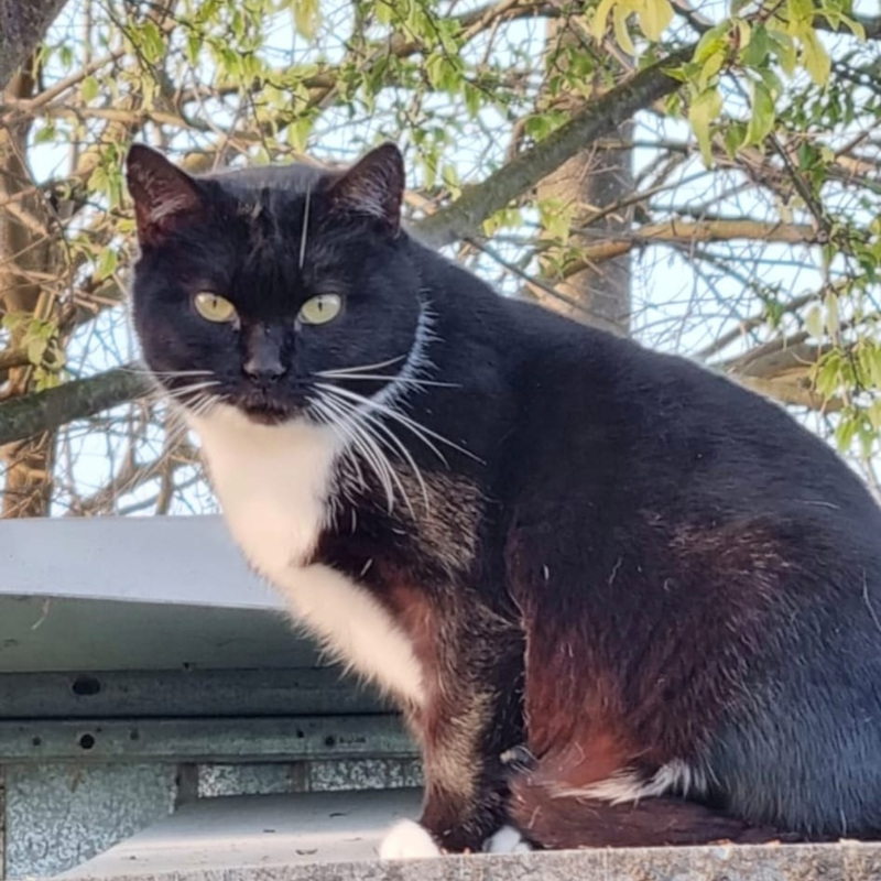 Adotta a distanza Robin | Associazione Le Sfigatte