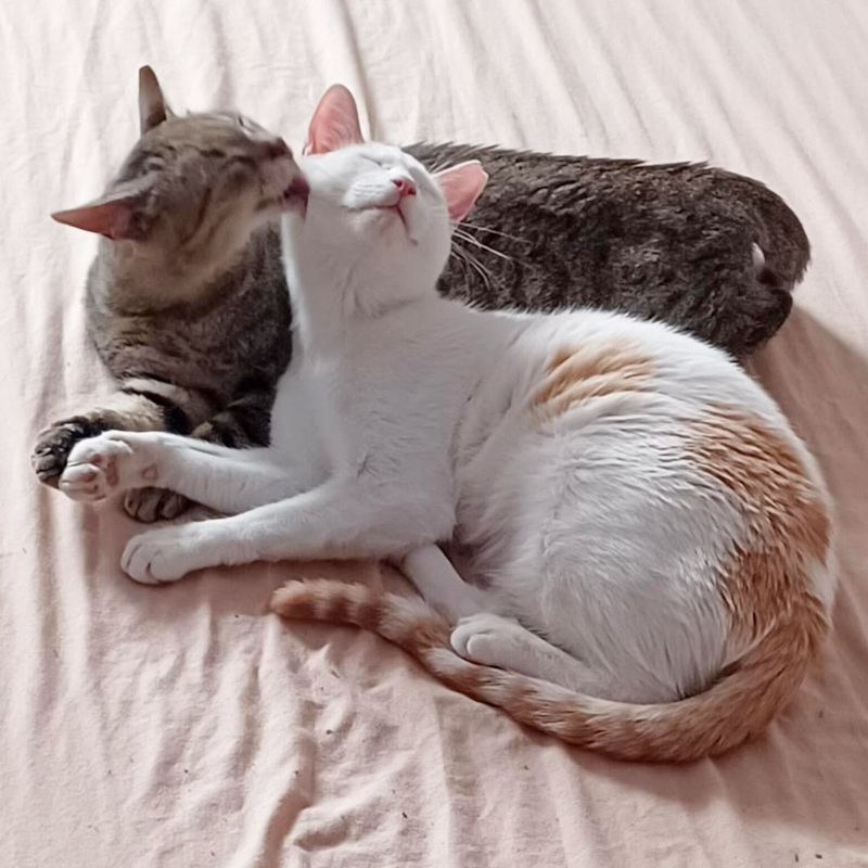 Roby e Dalì, in cerca di adozione | Associazione Le Sfigatte