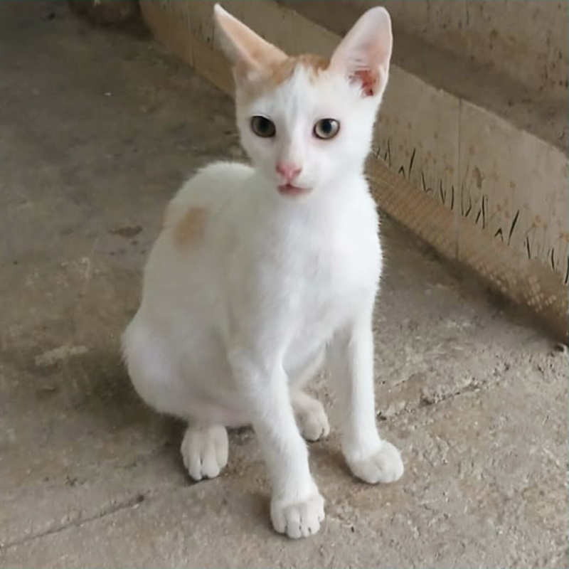 Roby, in cerca di adozione | Associazione Le Sfigatte