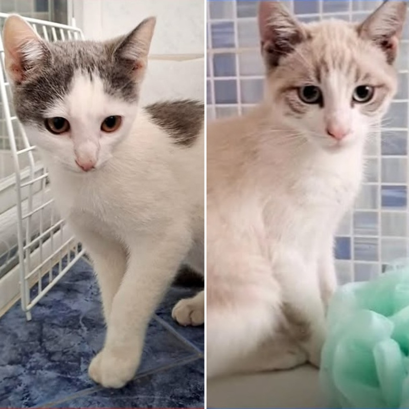 Rock e Pop, in cerca di adozione tramite Associazione Le Sfigatte