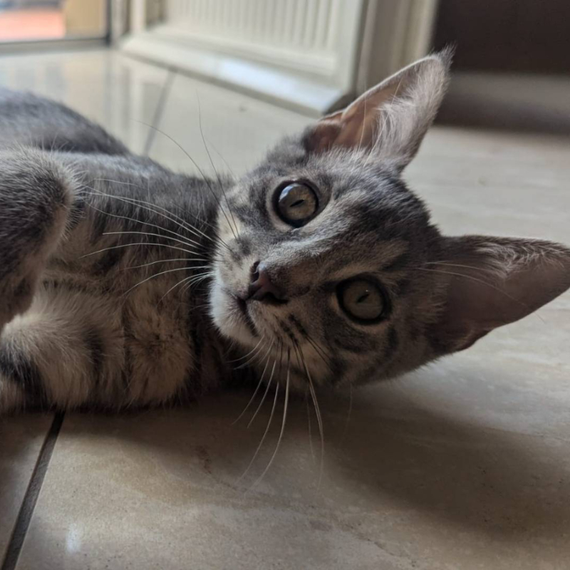 gatti adottati Le Sfigatte