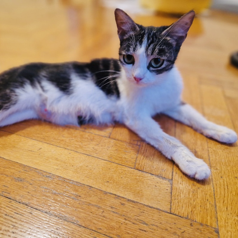 gatti adottati Le Sfigatte