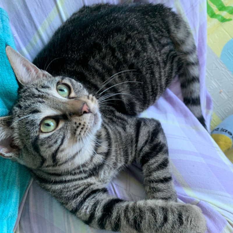 gatti adottati Le Sfigatte