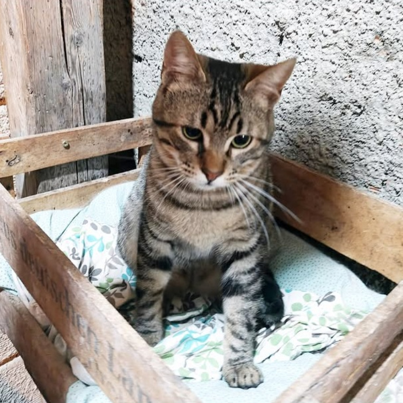 Romeo, in cerca di adozione | Associazione Le Sfigatte