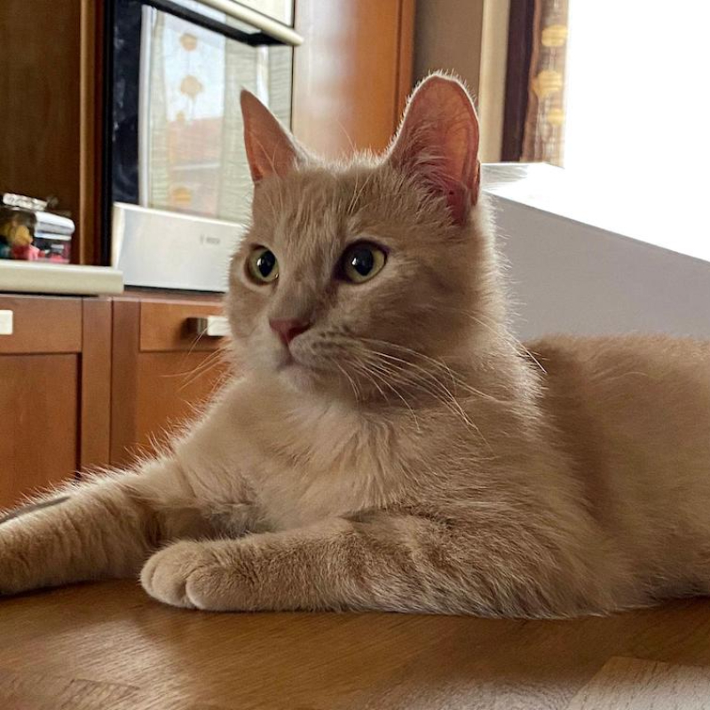 gatti adottati Le Sfigatte
