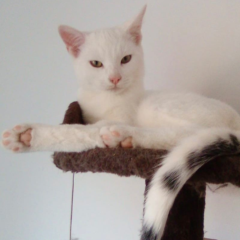 gatti adottati Le Sfigatte