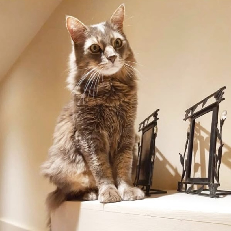 gatti adottati Le Sfigatte