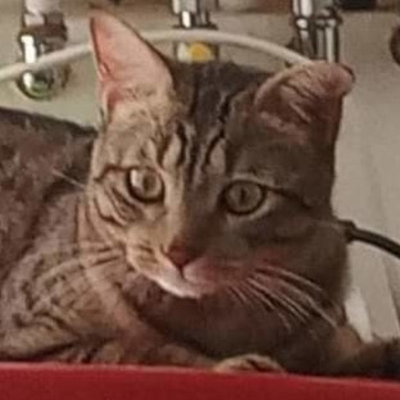 gatti adottati Le Sfigatte