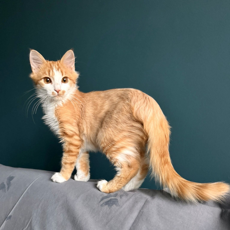 gatti adottati Le Sfigatte