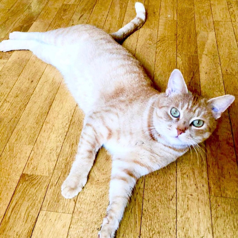 gatti adottati Le Sfigatte