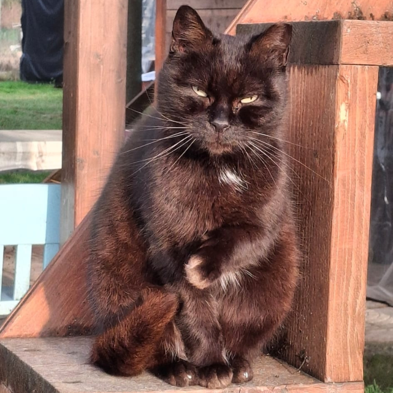 Adotta a distanza Rosetta | Associazione Le Sfigatte