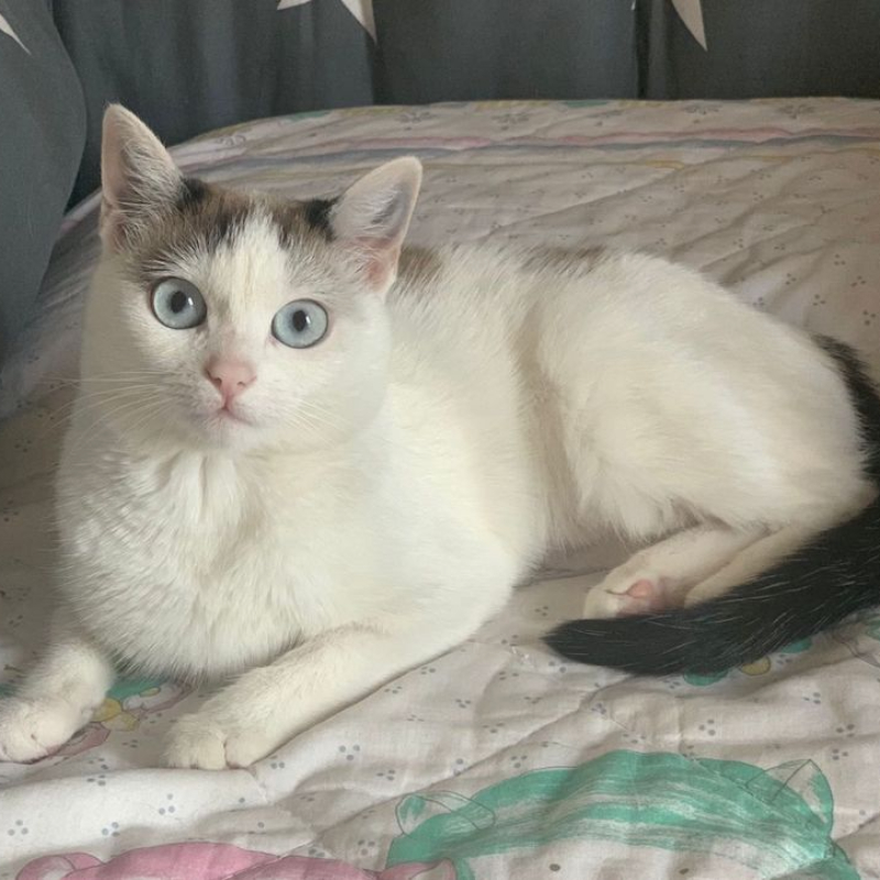 gatti adottati Le Sfigatte
