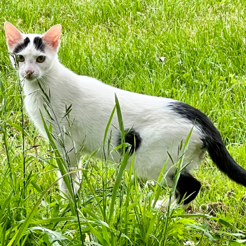gatti da adottare Le Sfigatte