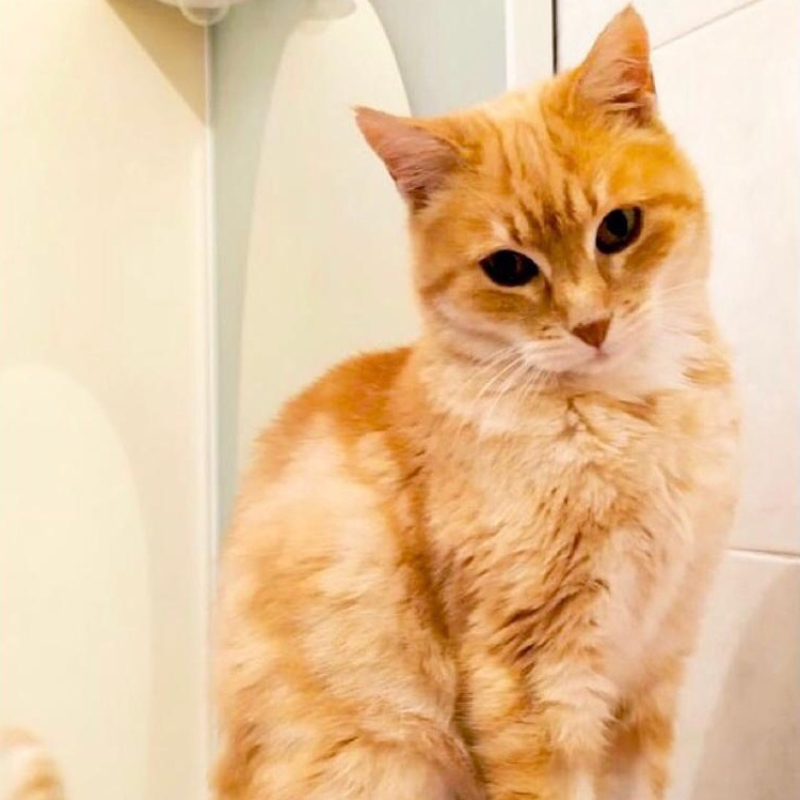 gatti adottati Le Sfigatte