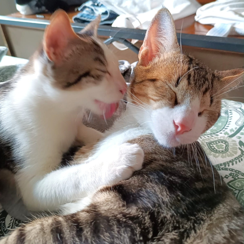 gatti adottati Le Sfigatte