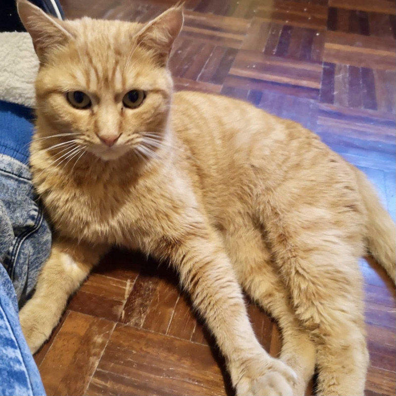gatti adottati Le Sfigatte