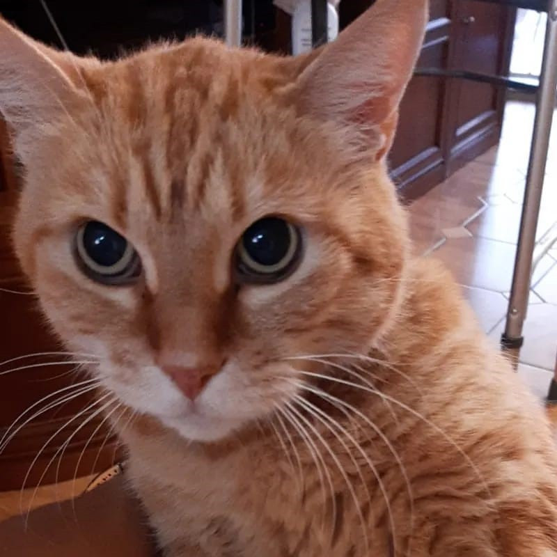 gatti adottati Le Sfigatte