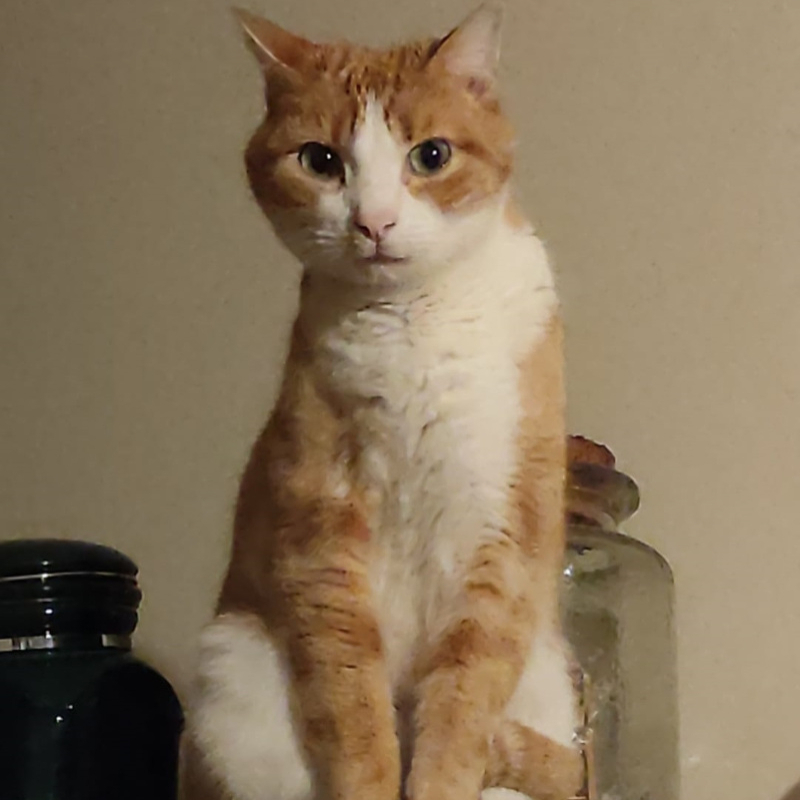 gatti adottati Le Sfigatte