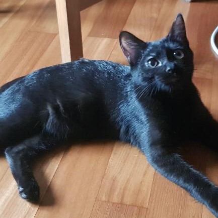 gatti adottati Le Sfigatte