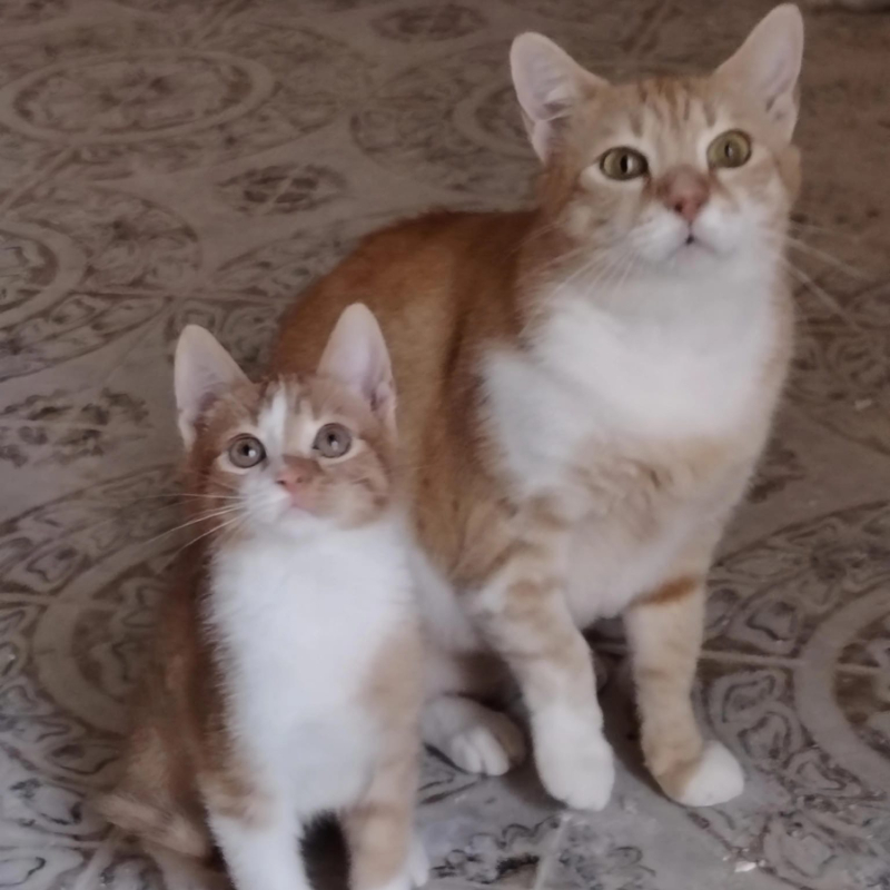 Roxanne e Angelino, in cerca di adozione | Associazione Le Sfigatte