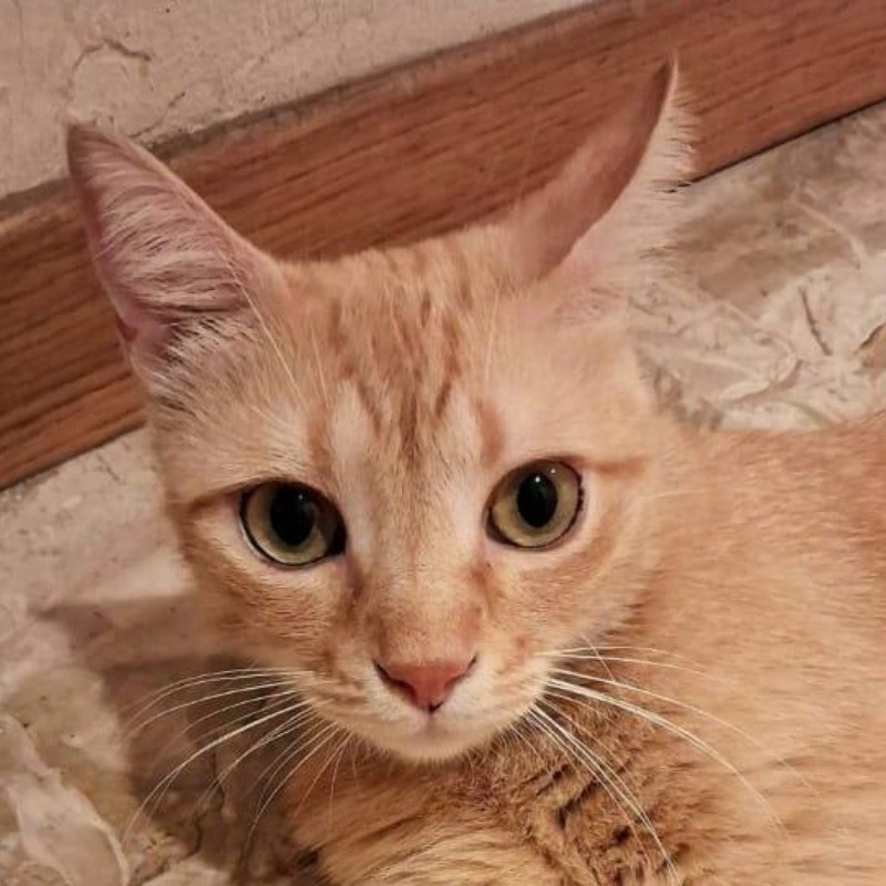 Roxy, in cerca di adozione | Associazione Le Sfigatte
