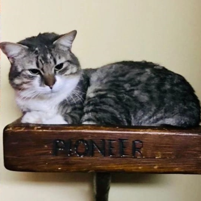 gatti adottati Le Sfigatte