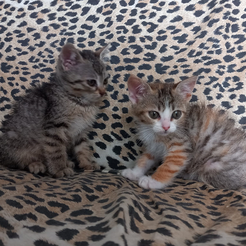 gatti adottati Le Sfigatte