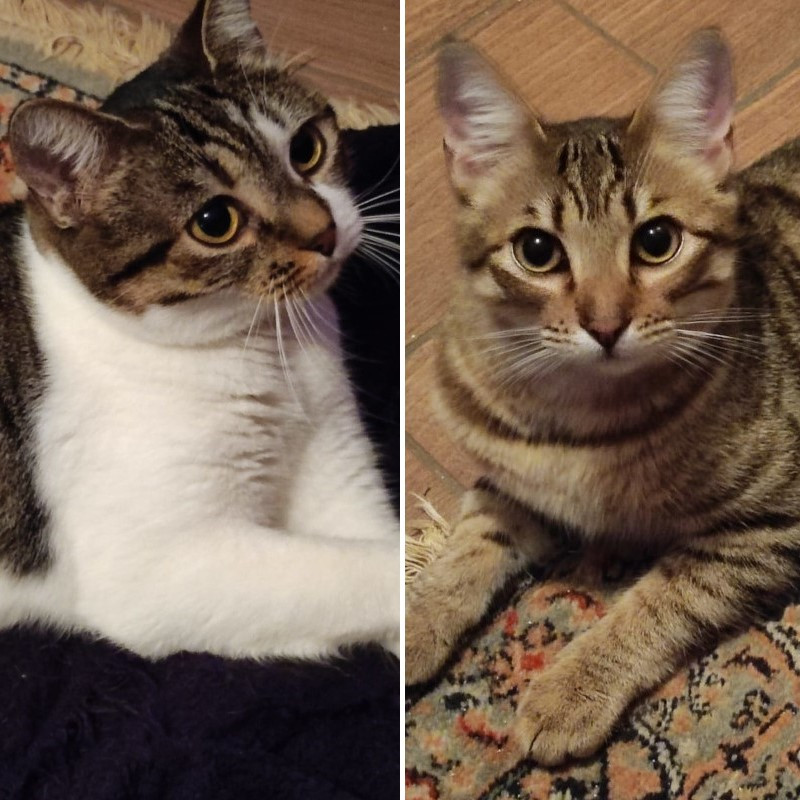 gatti adottati Le Sfigatte