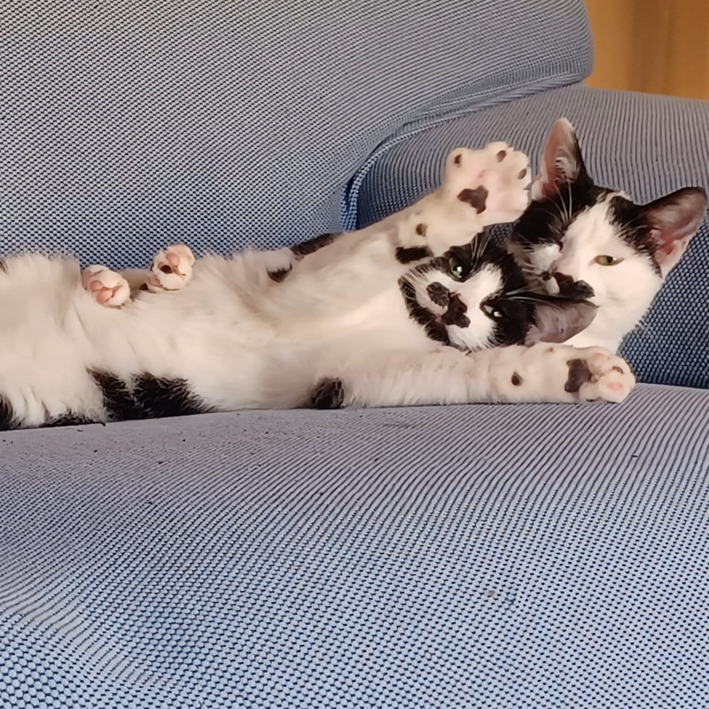 gatti adottati Le Sfigatte