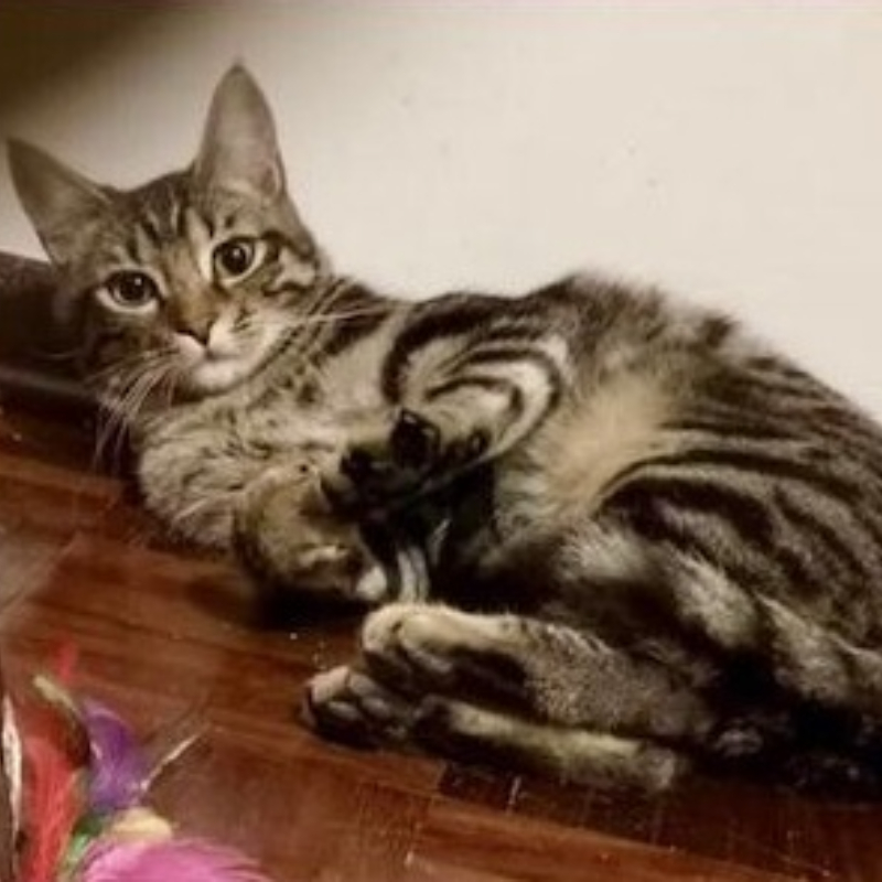 gatti adottati Le Sfigatte