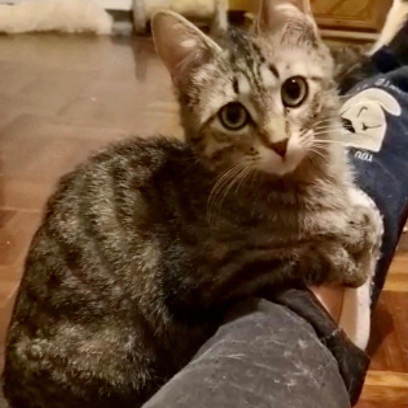 gatti adottati Le Sfigatte