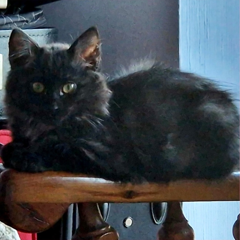 gatti adottati Le Sfigatte