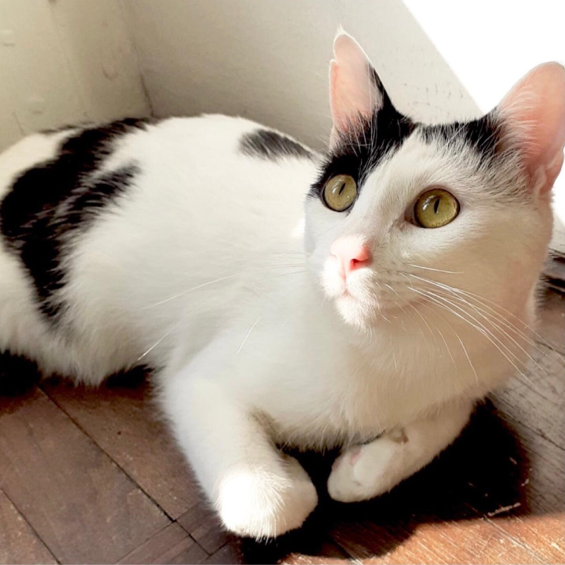 gatti adottati Le Sfigatte