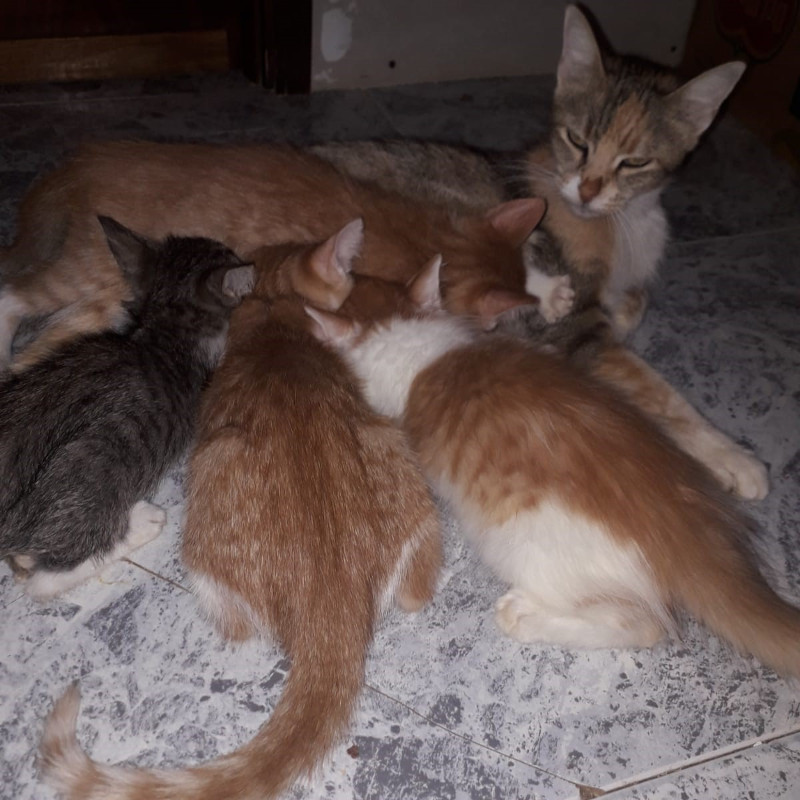 gatti adottati Le Sfigatte