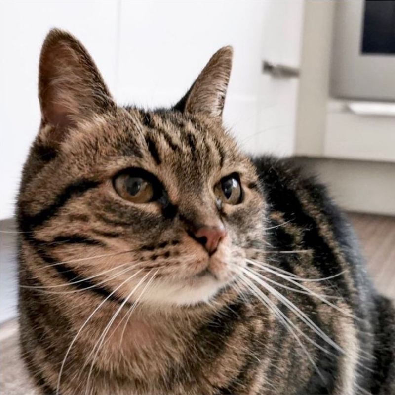 gatti adottati Le Sfigatte