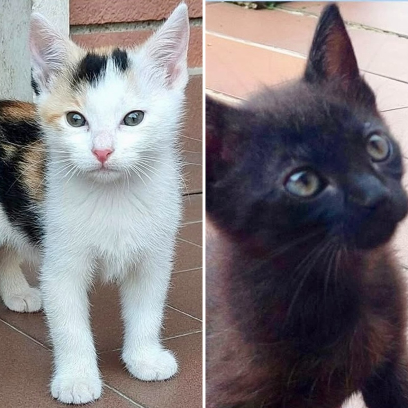 gatti adottati Le Sfigatte