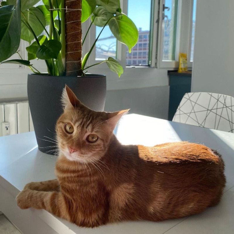 gatti adottati Le Sfigatte