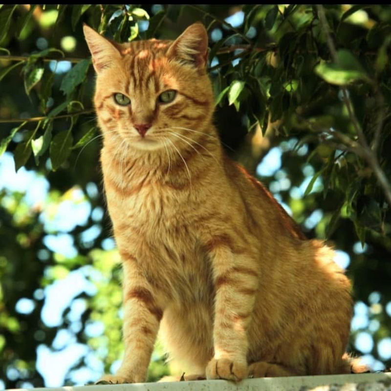 Adotta a distanza Scazzillo | Associazione Le Sfigatte