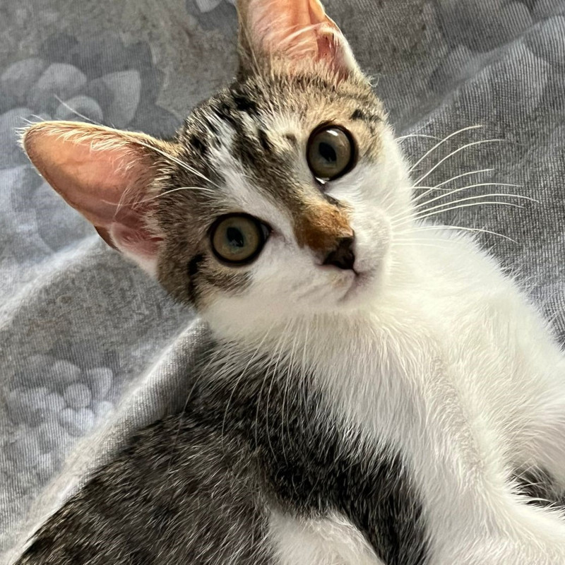 gatti adottati Le Sfigatte