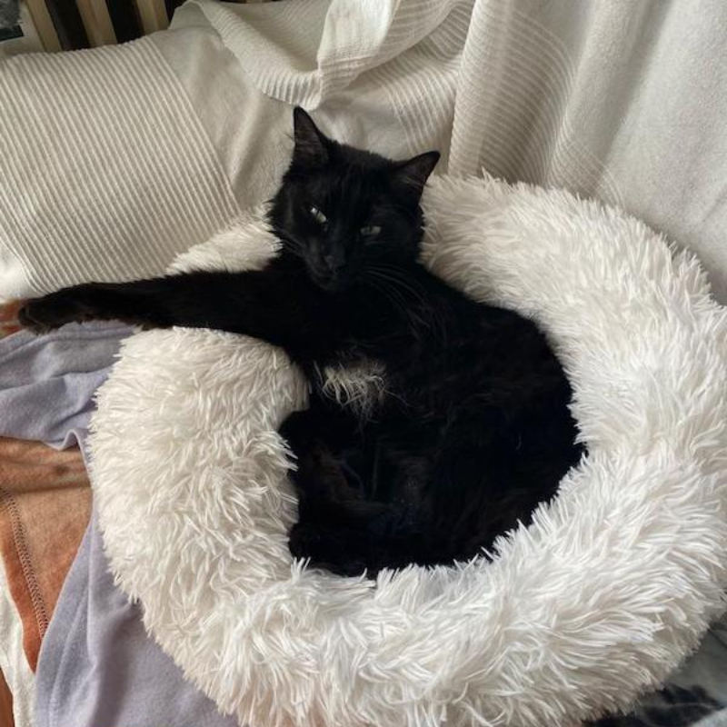 gatti adottati Le Sfigatte