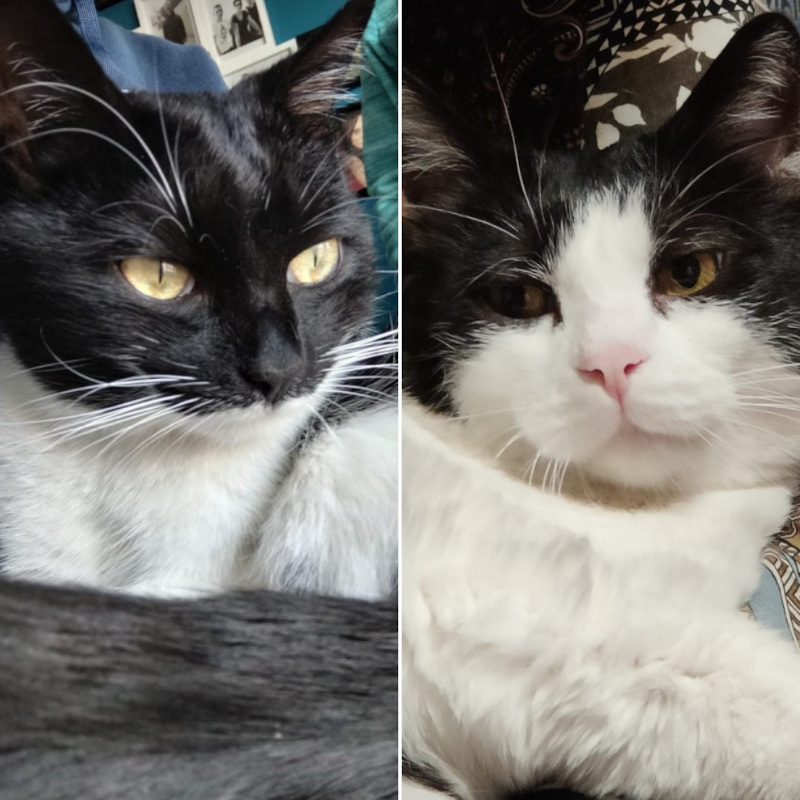 gatti adottati Le Sfigatte