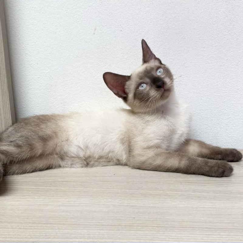 gatti adottati Le Sfigatte