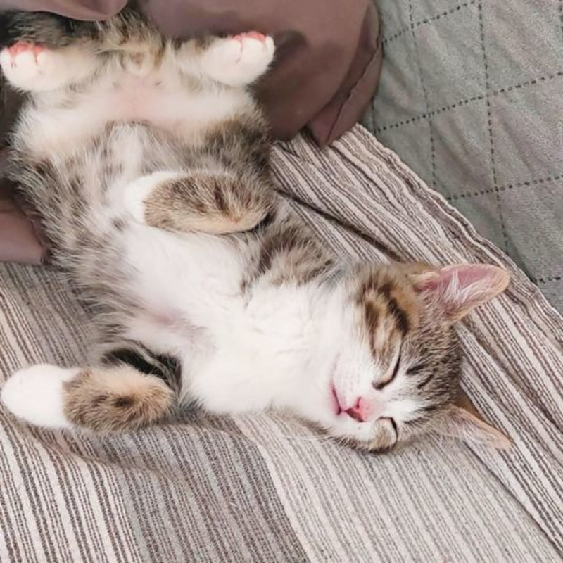 gatti adottati Le Sfigatte