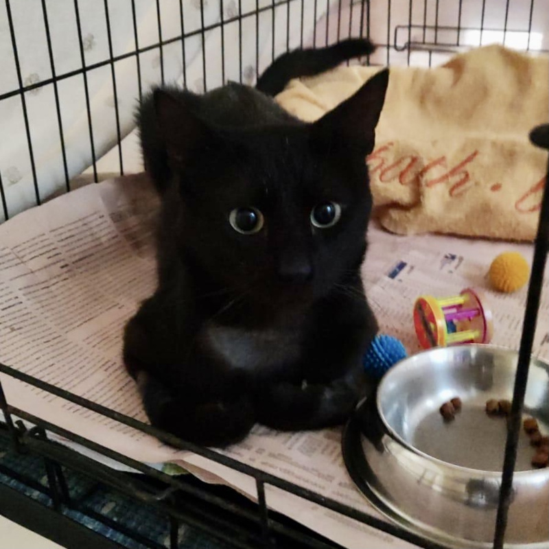 gatti adottati Le Sfigatte