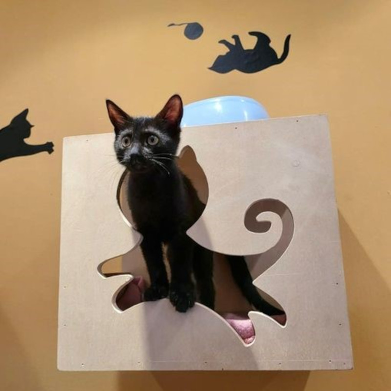 gatti adottati Le Sfigatte