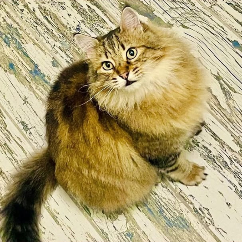 Shayla, in cerca di adozione | Associazione Le Sfigatte