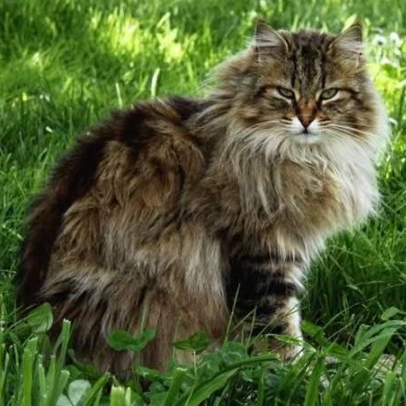 gatti adottati Le Sfigatte