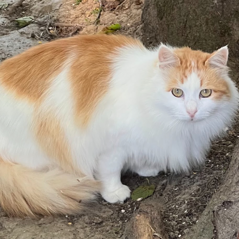 Adotta a distanza Sheeran | Associazione Le Sfigatte