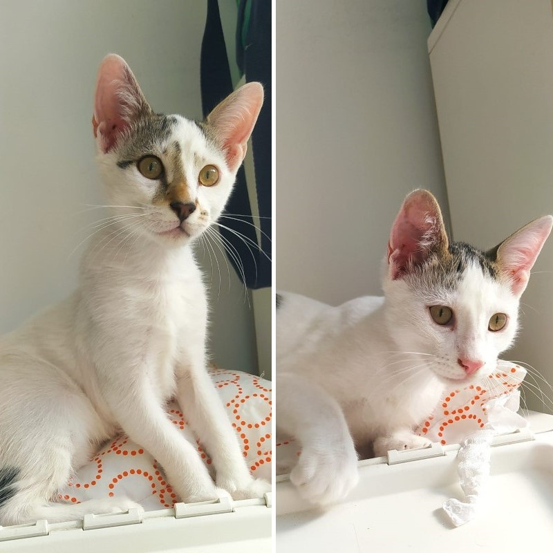 gatti adottati Le Sfigatte