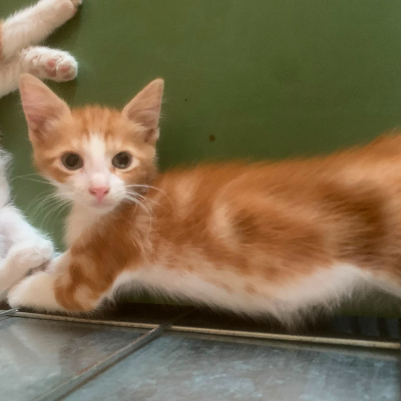 Sheldon, una nuova casa, un nuovo inizio | Associazione Le Sfigatte